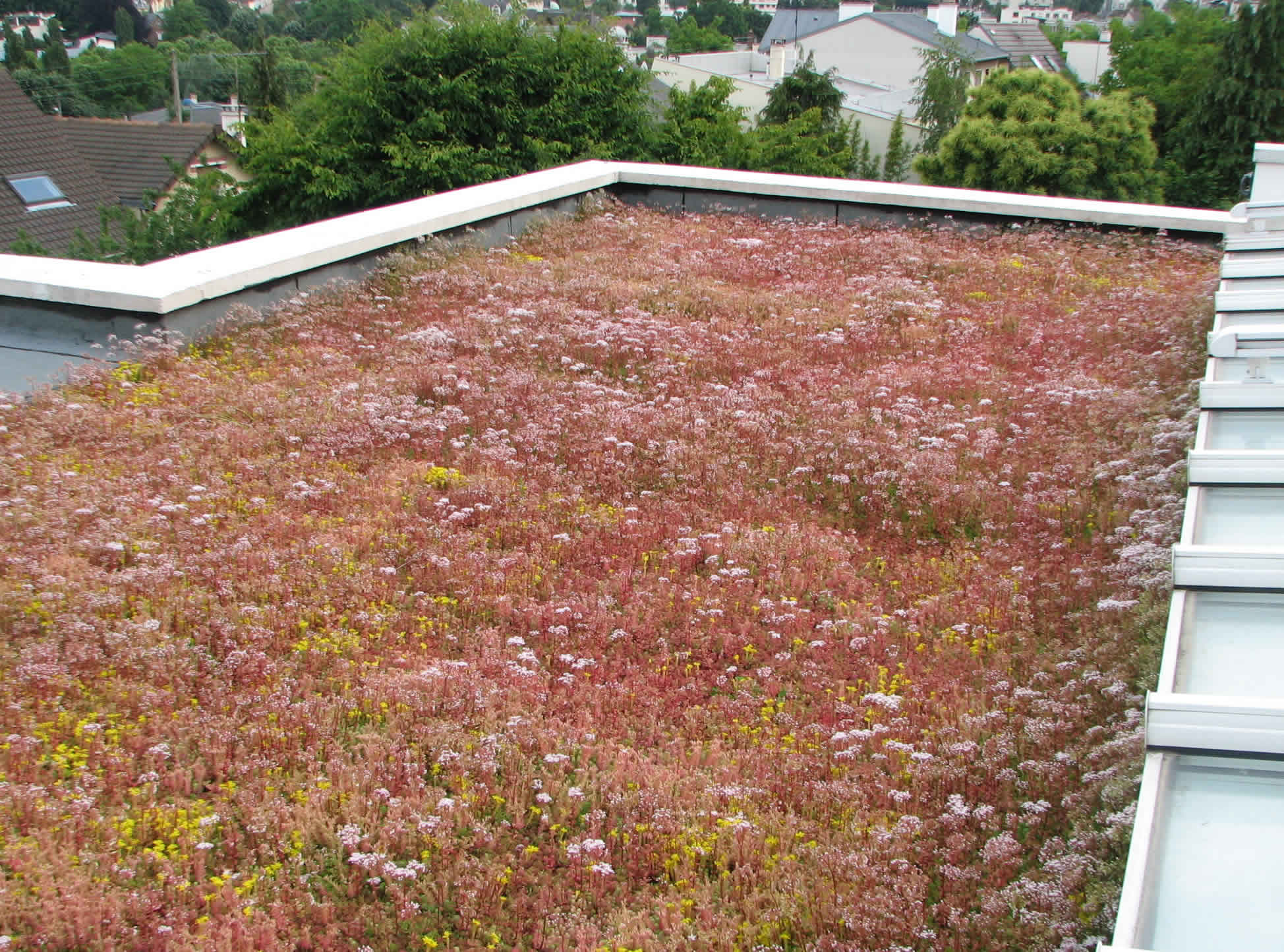 création toiture végétalisée maison 